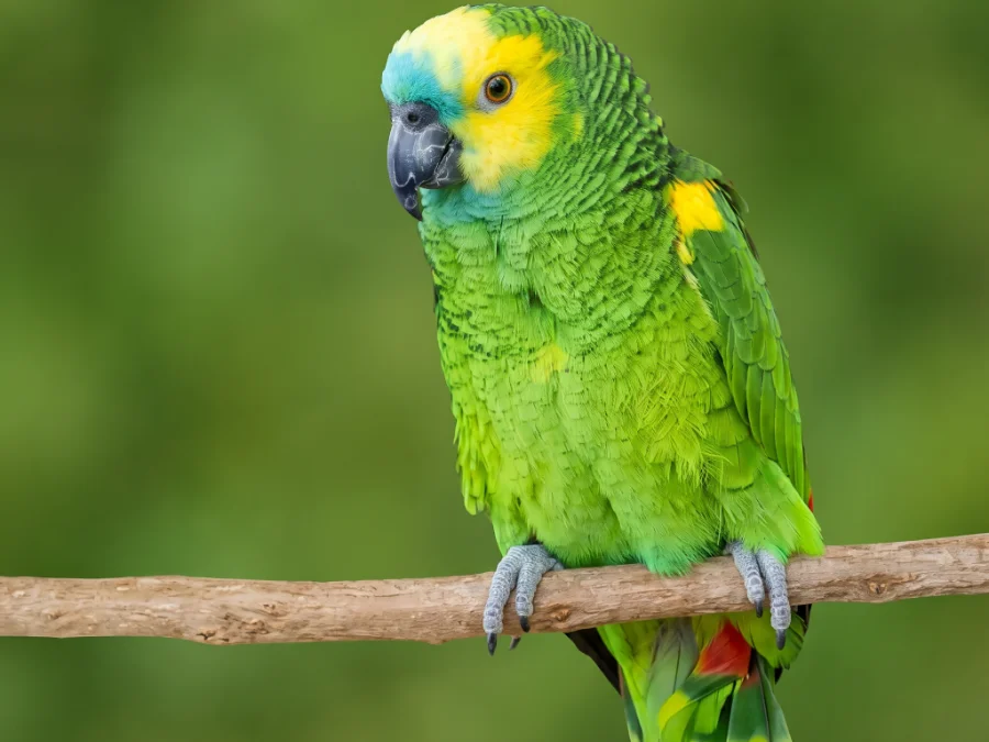 Amazonas