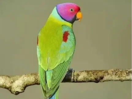 Cabezon con color morado